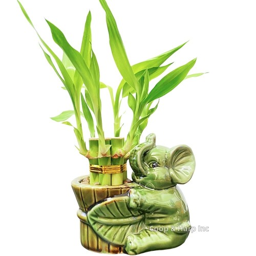 Stalk lucky bamboo - 4",